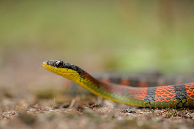Chomik europejski (Cricetus cricetus)