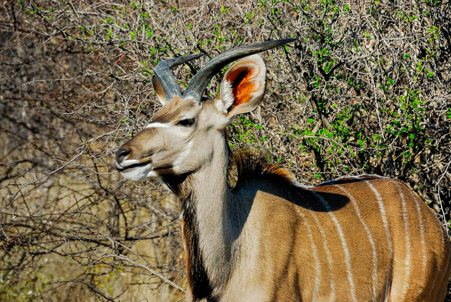 Namibia-2011-31,xlarge.1439725742