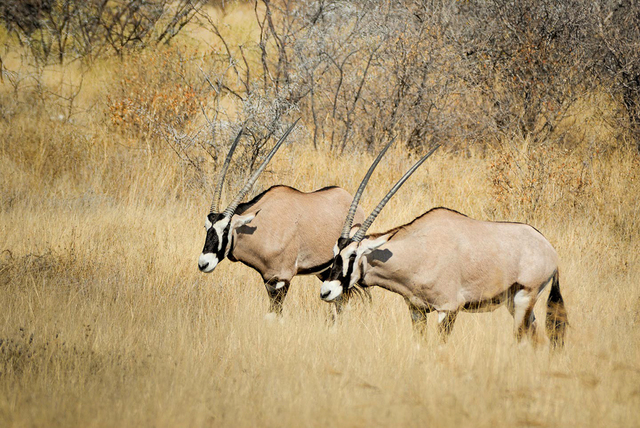 Namibia-2011-34,xlarge.1439726390web