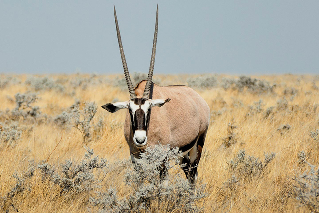 Namibia-2011-39,xlarge.1439727465web