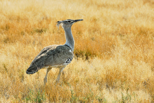 Namibia-2011-41,xlarge.1439727717web