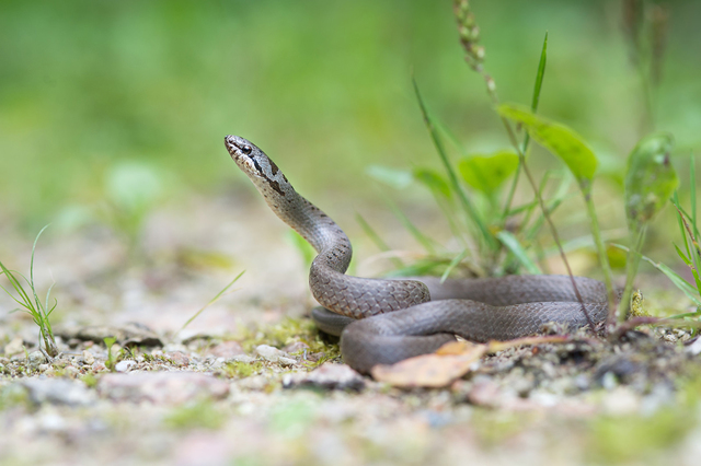 Schlingnatter,xlarge.1503263239