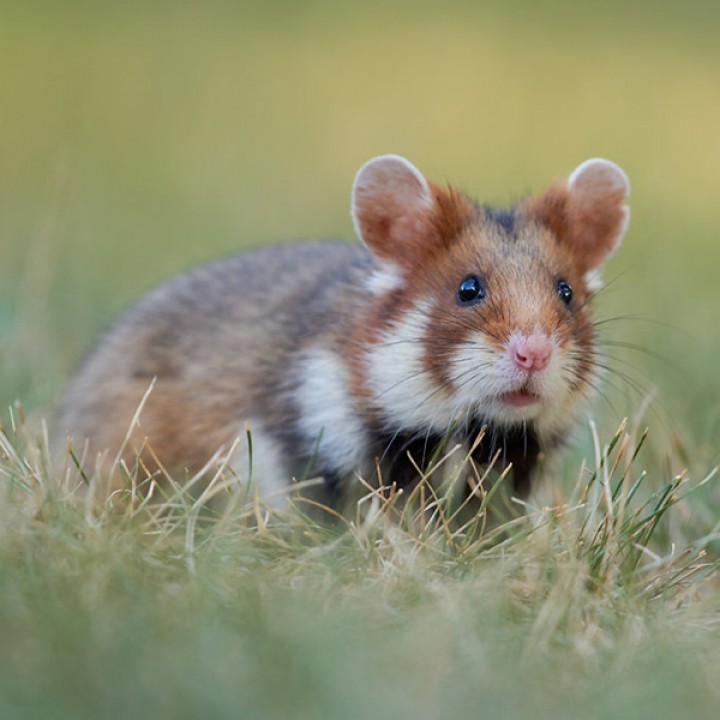 Fotografia przyrodnicza