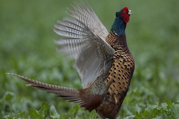 Chruściele / Grzebiące