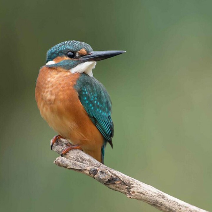 Kraskowe / Dzięciołowate